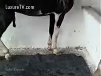 Horny slut encourages horse let her engulf